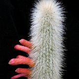 Cleistocactus hyalacanthus JL  (Only one plant is available per size - Une seule plante est disponible par taille)    ÉPUISÉ - OUT of STOCK - AGOTADO